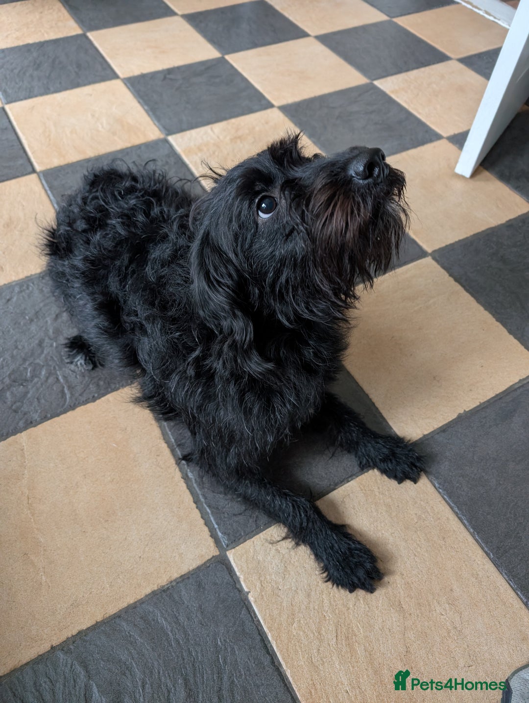 Labradoodle dogs for sale: Matilda  - Image 2