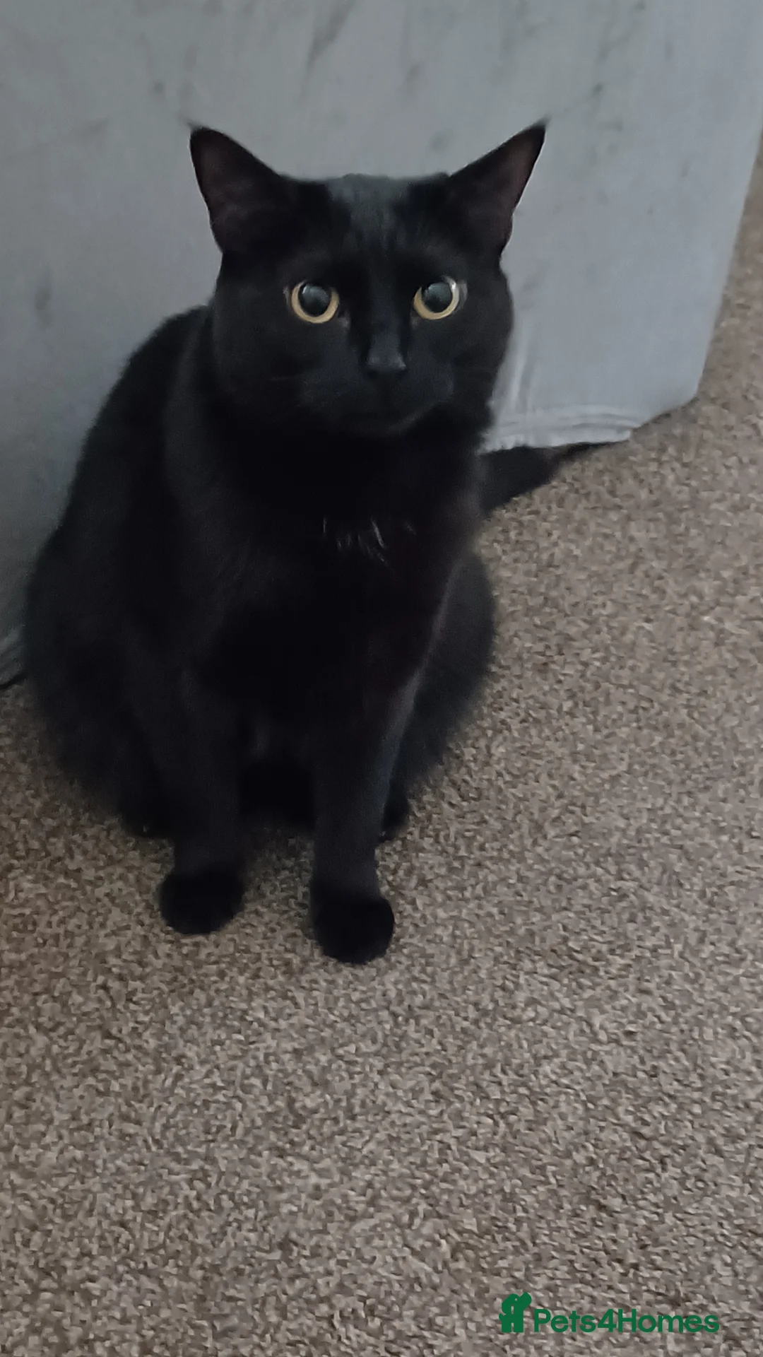 Mixed Breed cats for sale: Loving Home Needed for Sweet Nemo - Advert 3