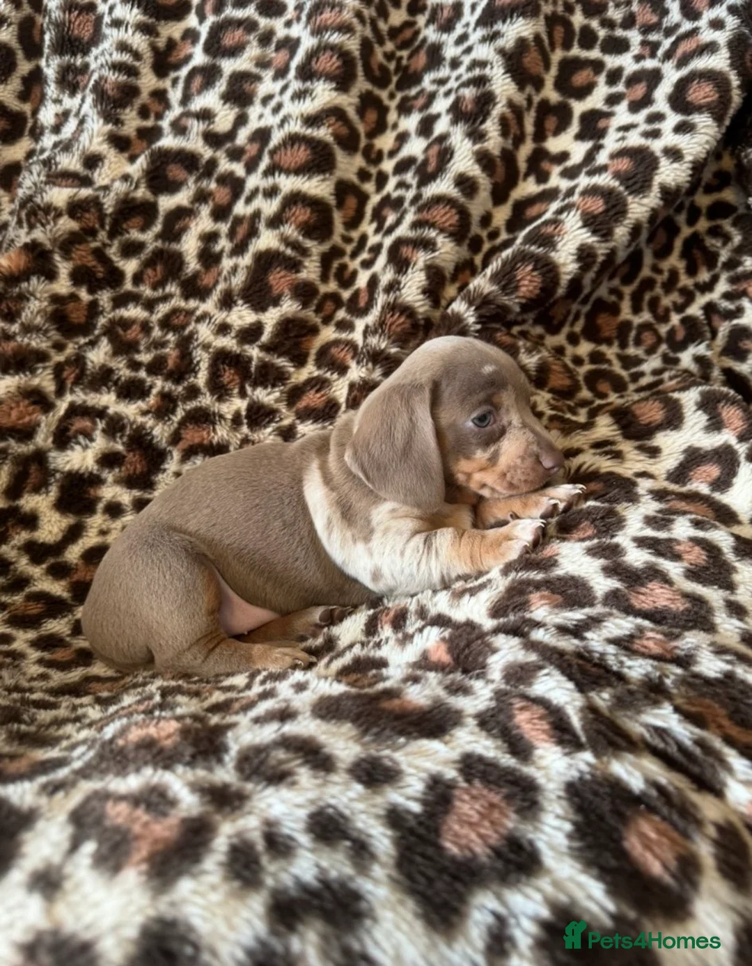 Miniature Dachshund dogs for sale: Miniature dachshund puppies  - Advert 2