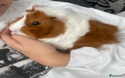 Guinea Pig rodents for sale: 4 girl guinea pigs plus cage and accessories  - Image 7