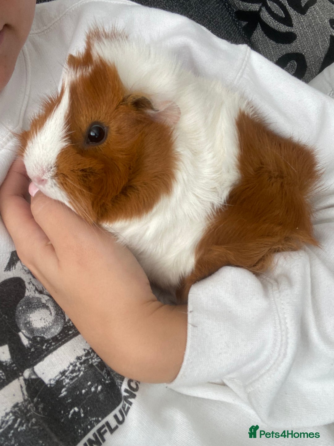 Guinea Pig rodents for sale: 4 girl guinea pigs plus cage and accessories  - Image 7