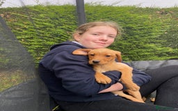 Labrador Retriever dogs for sale: Fox Red lab puppies for sale - Image 12