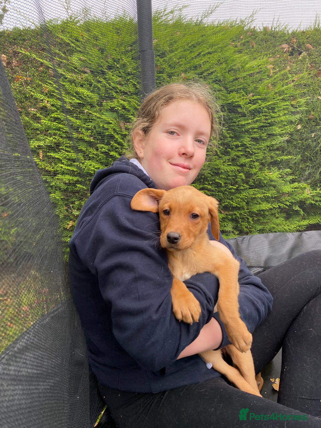 Labrador Retriever dogs for sale: Fox Red lab puppies for sale - Image 12