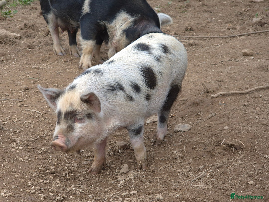 Pig livestock for sale: Stunning boys ready now  - Image 5