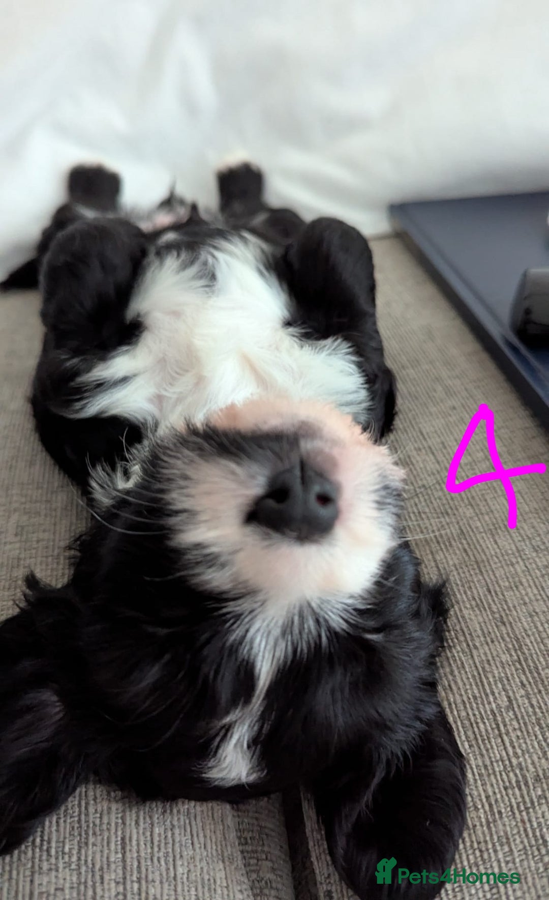 Mixed Breed dogs for sale: Cocker Jack Puppies - Image 13