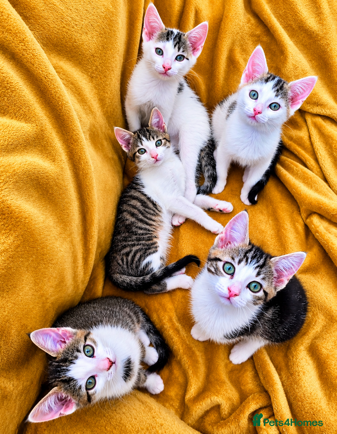 Mixed Breed cats for sale: 5 Beautiful Kittens Who Adore Human Company - Advert 3