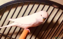 Budgerigars birds for sale: 6 Mixed Colour Male Budgies & Flight Cage - Image 5