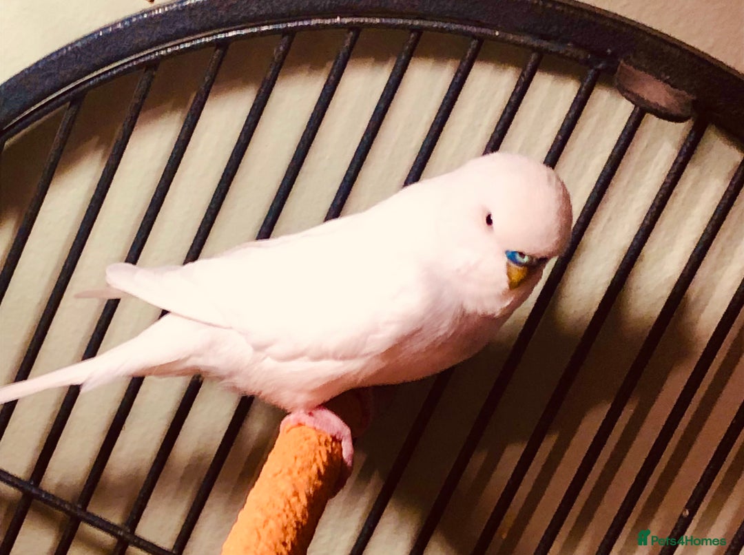 Budgerigars birds for sale: 6 Mixed Colour Male Budgies & Flight Cage - Image 5