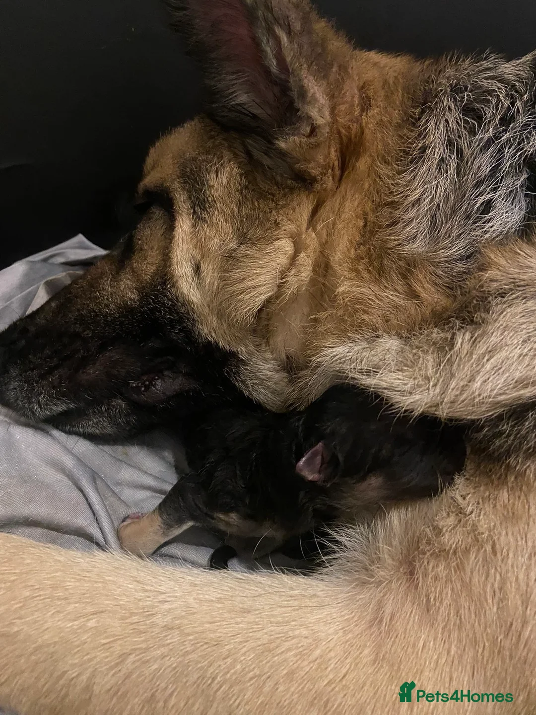 German Shepherd dogs for sale: German shepherd puppies in Tilbury - Advert 4