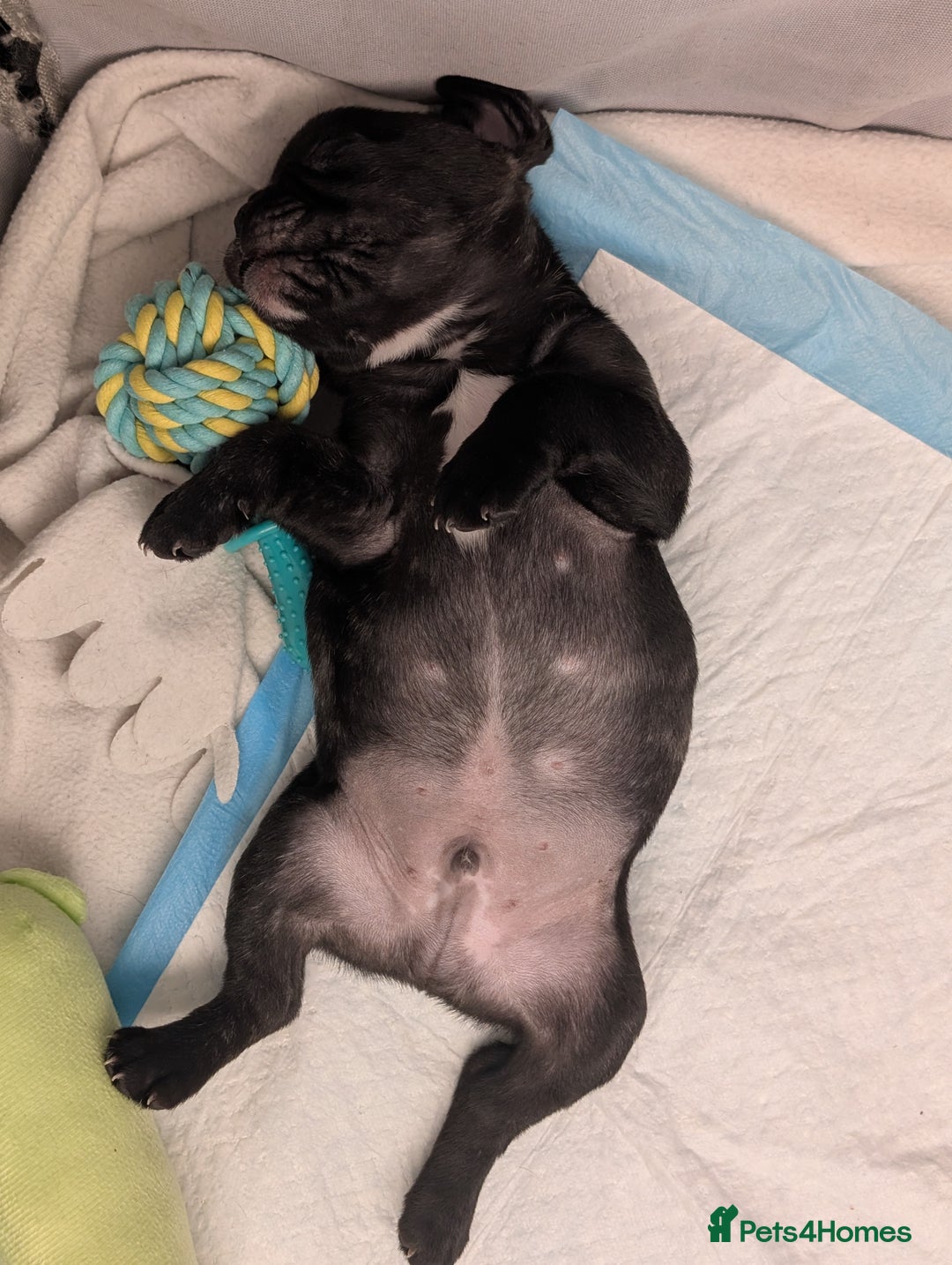 French Bulldog dogs for sale: French bulldog puppies for sale - Image 6