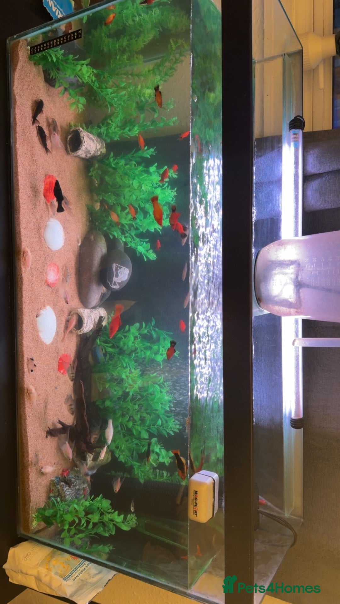 Plecos fish Everything  - Advert 11