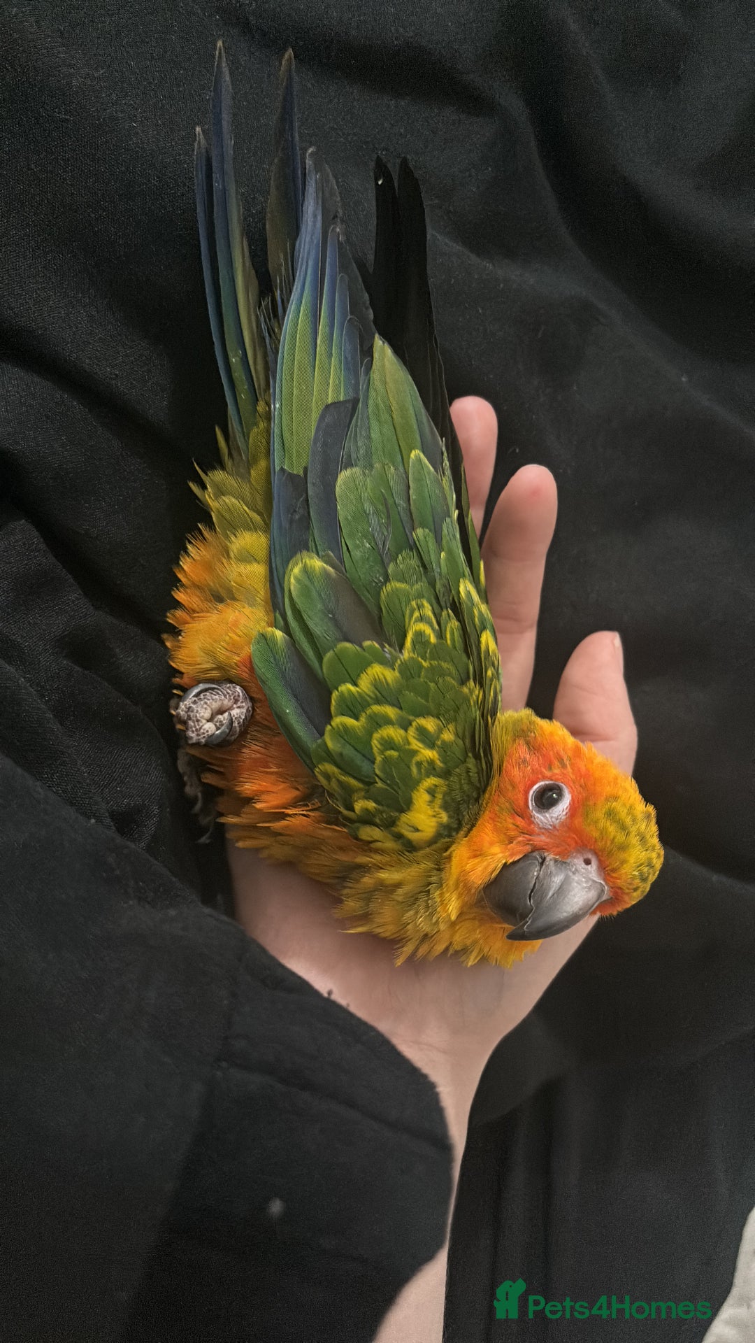 Ringnecks birds for sale: Baby sun conure  in Redcar - Image 14