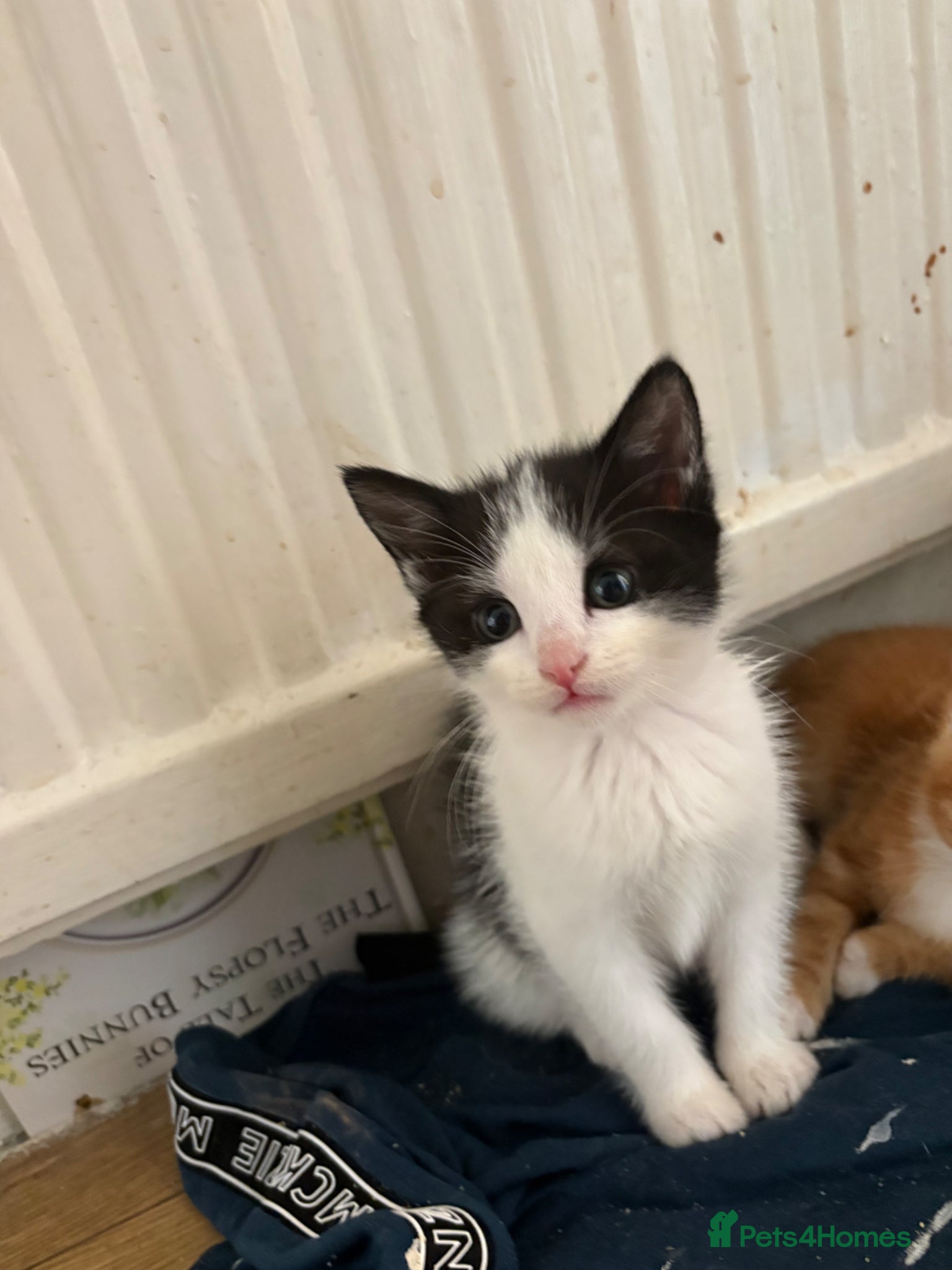 Domestic Shorthair cats 2 beautiful kitten left - Advert 19