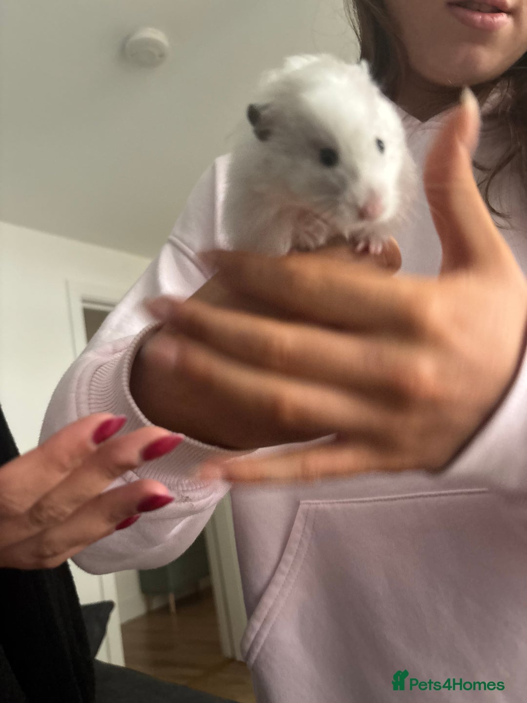 Hamster rodents for sale: Long Haired Syrian Show Hamster - Image 3