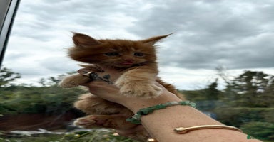 Maine Coon cats - Advert 8