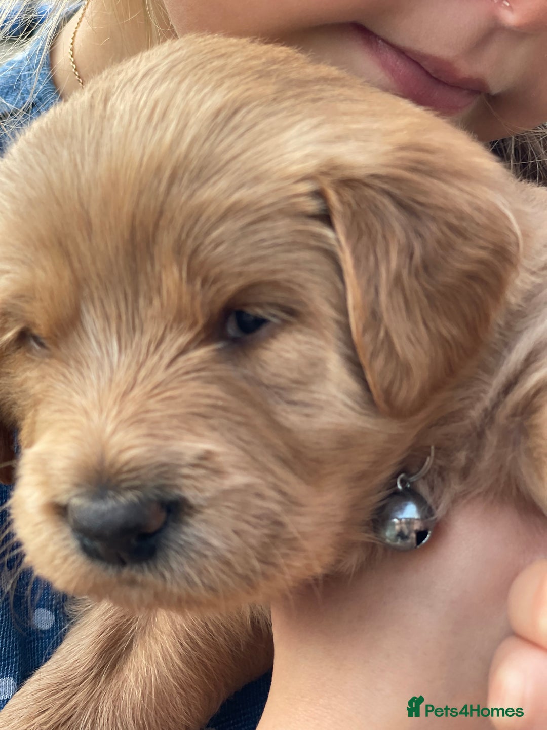 Australian Labradoodle dogs for sale: Australian Labradoodle Puppies F1b - Advert 16