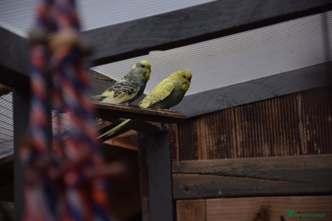 Budgerigars birds for sale: Aviary Bred Budgie Chicks 12 Weeks - Image 13