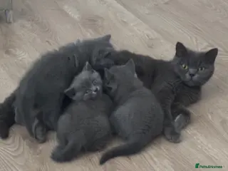 British Shorthair cats REDUCED BRITISH SHORTHAIRS FOR SALE - Advert 1
