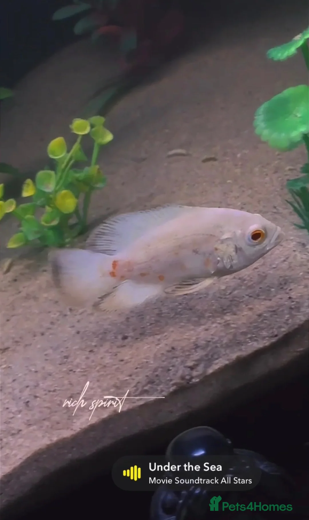 Cichlids fish for sale: X2 Oscar’s for sale  - Advert 3