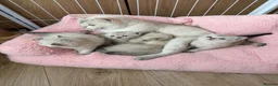 British Shorthair cats for sale: Silver tipped British Shorthair kittens - Advert 5