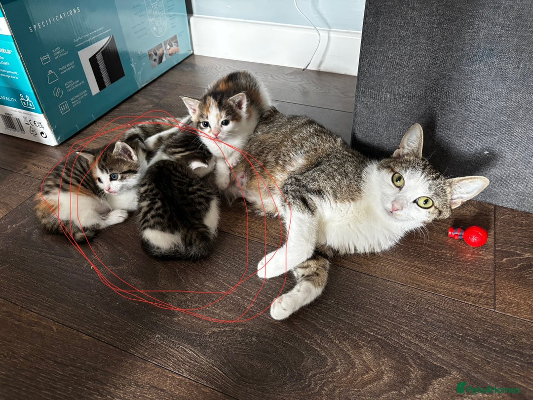 British Shorthair cats for sale: 2 males left in Crewe - Image 10