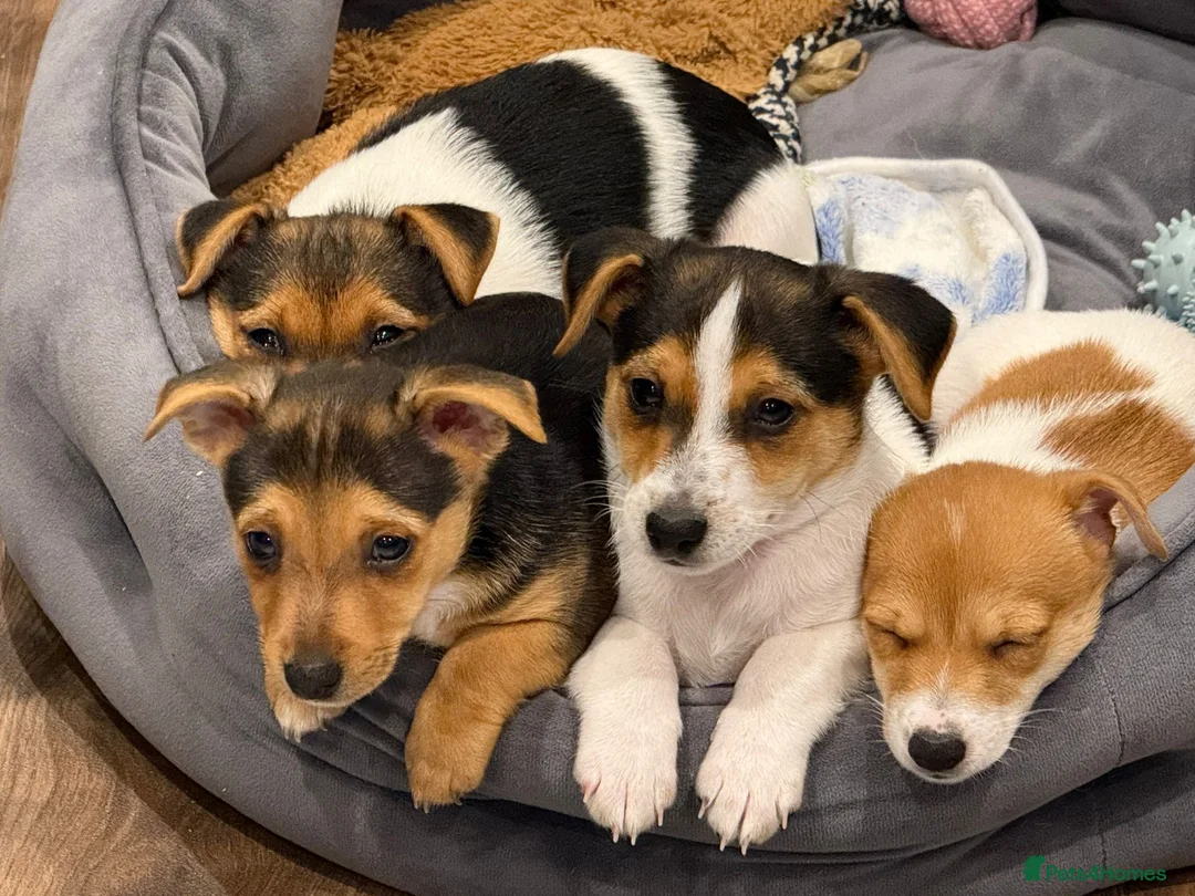 Mixed Breed dogs for sale: 9 week old Jack Russ pups- Ready to go - Advert 1