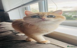 British Shorthair cats for sale: TICA & GCCF  Registered ACTIVE  Female Active  - Image 1