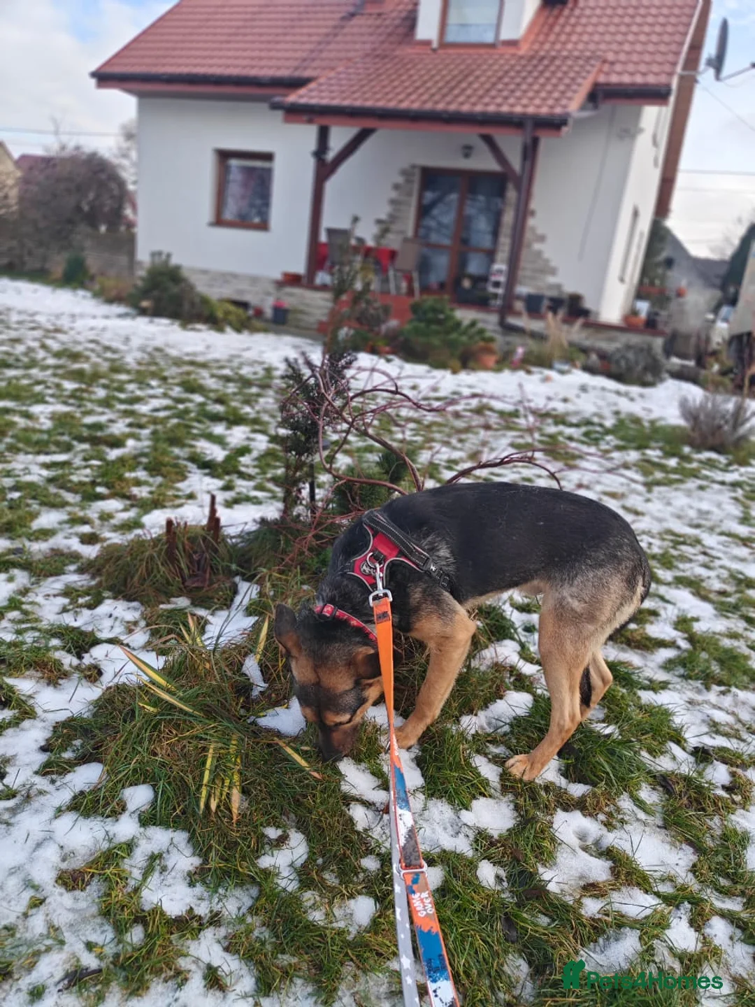 Mixed Breed dogs for adoption: URGENT FOSTER PLEA-💙 Mozart, 1 yo, lower-medium - Advert 20