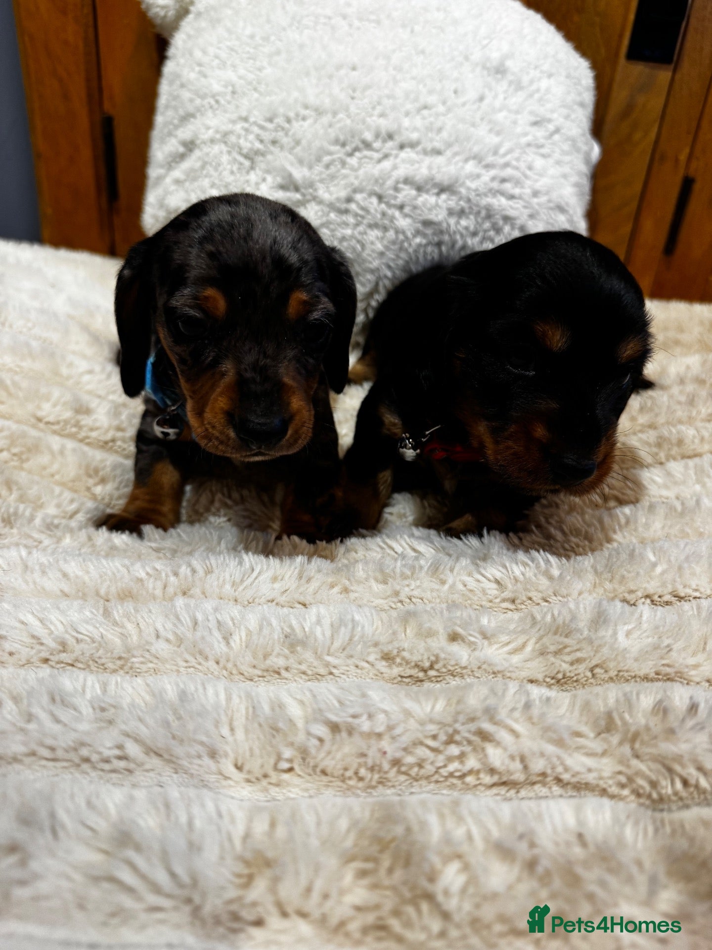 Miniature Dachshund dogs Miniature silver dapple dachshunds /Black and Tan  - Advert 1