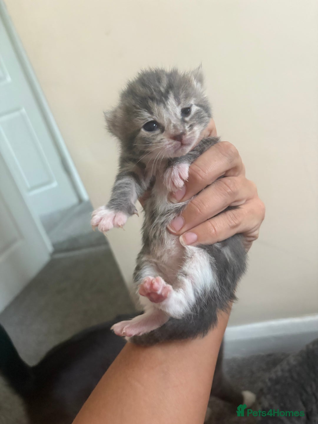 Mixed Breed cats for sale: Gray tabby & black kittens  - Image 6