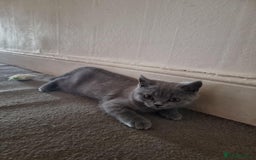 British Shorthair cats for sale: British short hair kittens for sale - Image 4