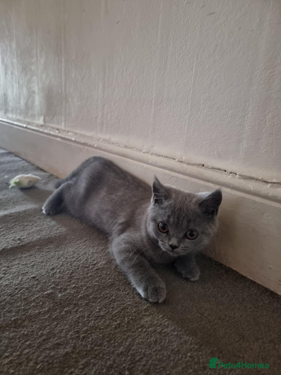 British Shorthair cats for sale: British short hair kittens for sale - Image 4