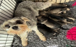 Miniature Schnauzer dogs for sale: Miniature schnauzers pups - Image 9