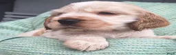 Cocker Spaniel dogs for sale: Last KC Registered Cocker Spaniel Puppy *SOLD ** - Advert 8