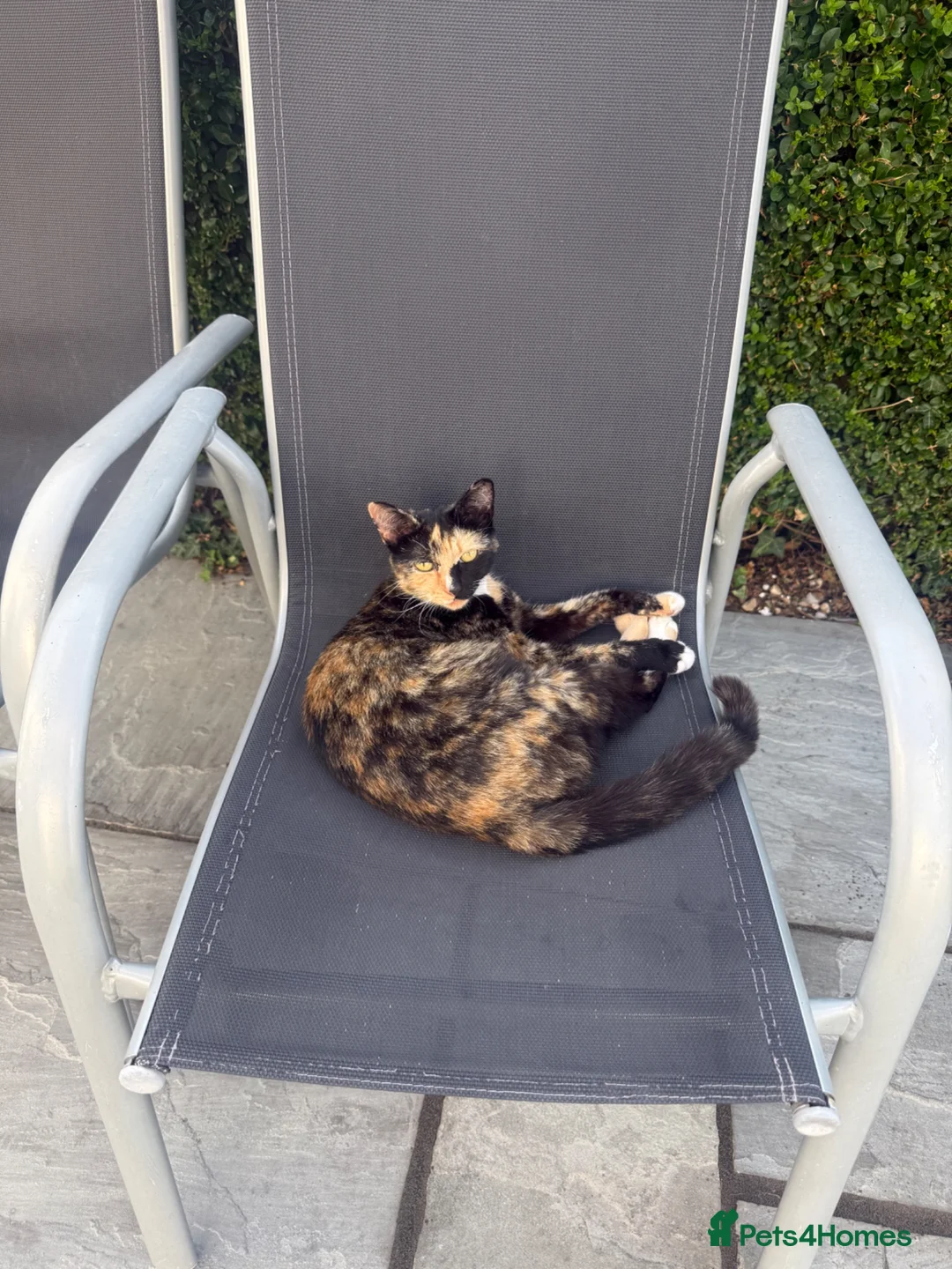 Mixed Breed cats for sale: Kittens - Mixed Litter in Hounslow - Advert 2