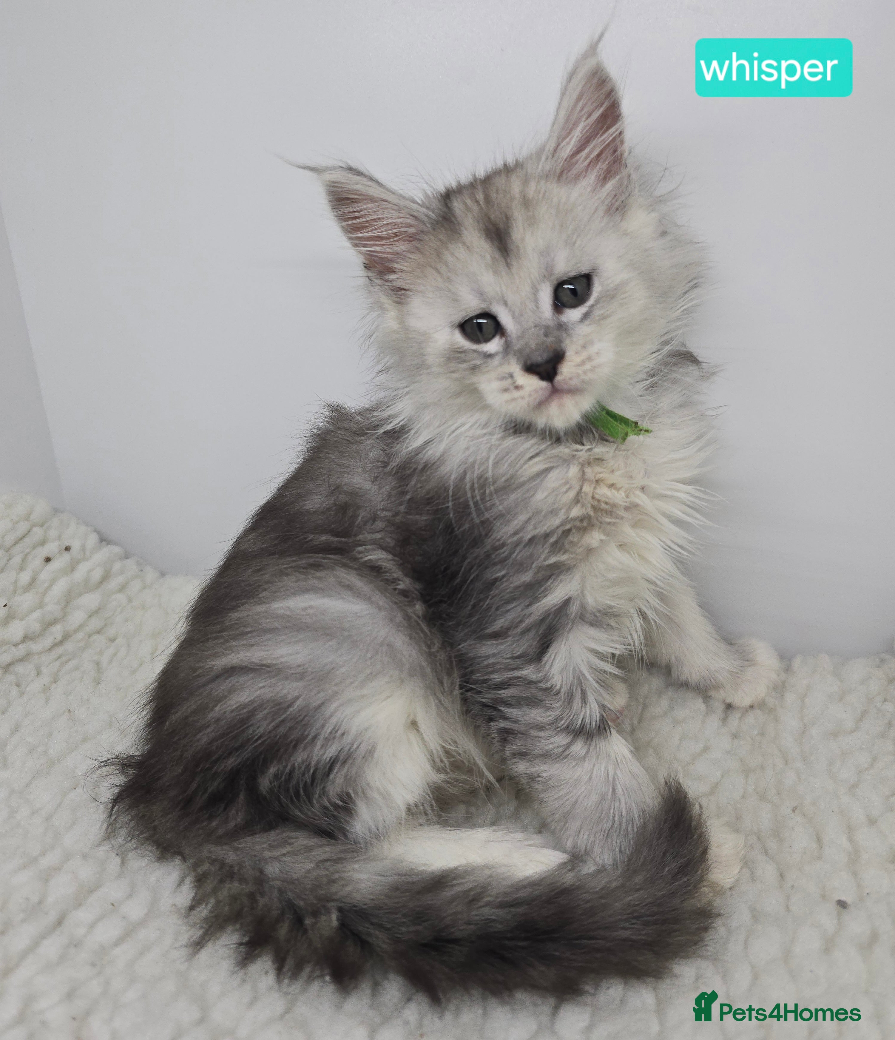 Maine Coon cats Stunning Silver Tica Pedigree Maine Coon Kittens - Advert 3