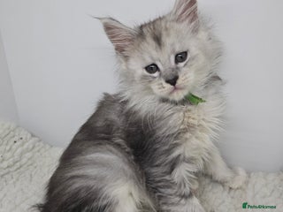 Maine Coon cats Stunning Silver Tica Pedigree Maine Coon Kittens - Advert 3