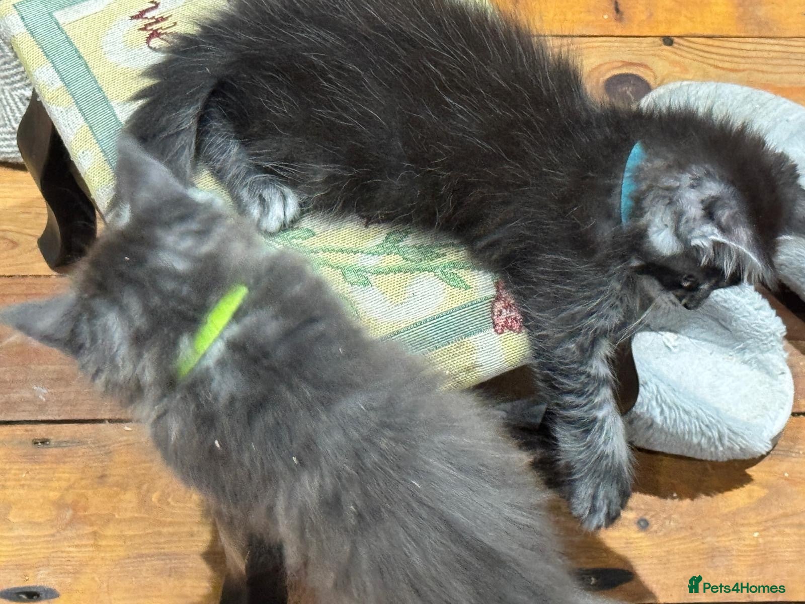 Maine Coon cats TICA-Registered Silver Maine Coon Kittens - Advert 2