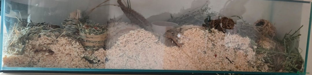 Hamster rodents for sale: Black male Syrian hamster and accessories  - Image 7