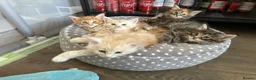 Maine Coon cats for stud: TICA ACTIVE MAINE COON STUD - Advert 9