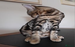 Savannah cats for sale: Full Pedigree TICA Reg Marbled Savannah Boy Kitten - Image 2