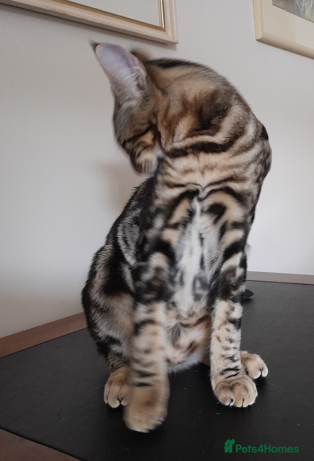 Savannah cats for sale: Full Pedigree TICA Reg Marbled Savannah Boy Kitten - Image 2