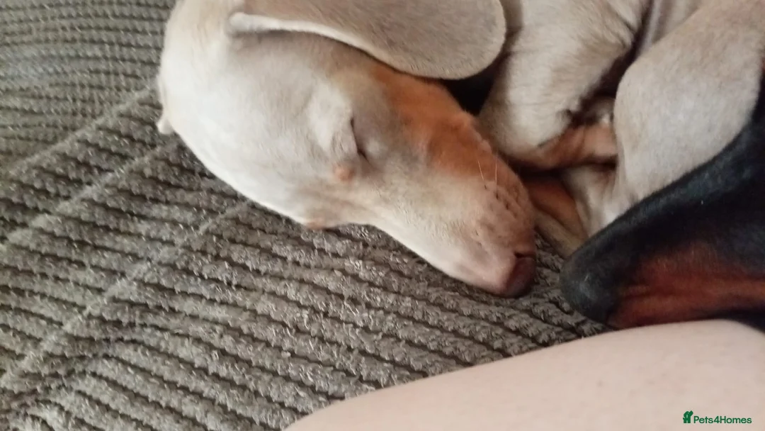 Miniature Dachshund dogs for sale: Mini dachshund - Advert 2