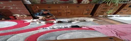 Shih Tzu dogs for sale: Shih tzu puppies for sale  - Advert 2