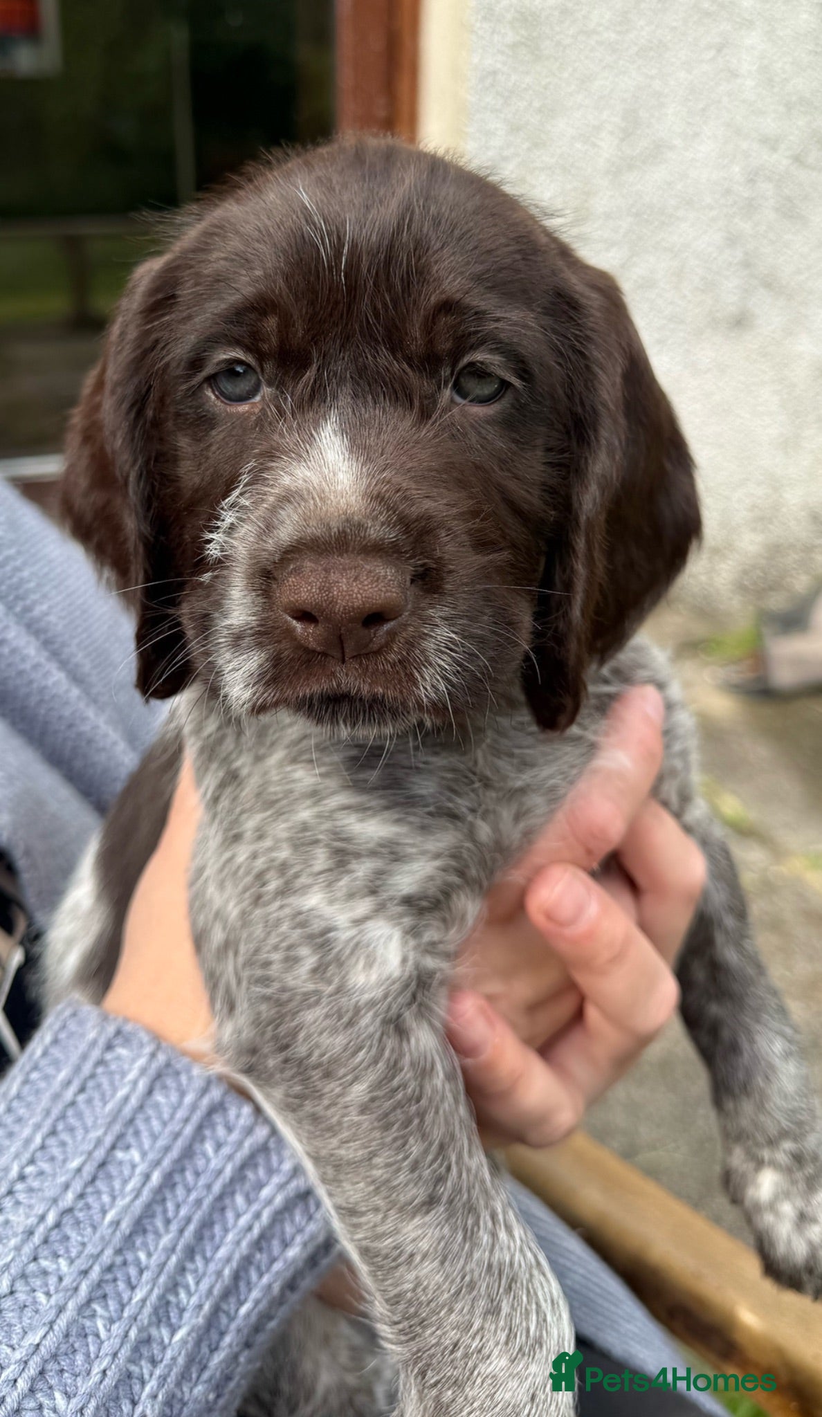 Mixed Breed dogs Pointer x sprocker £650 genuine enquires please  - Advert 2