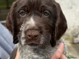Mixed Breed dogs Pointer x sprocker £650 genuine enquires please - Advert 2