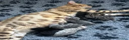 Bengal cats for sale: Gorgeous litter of TICA registered bengal kittens  - Advert 38