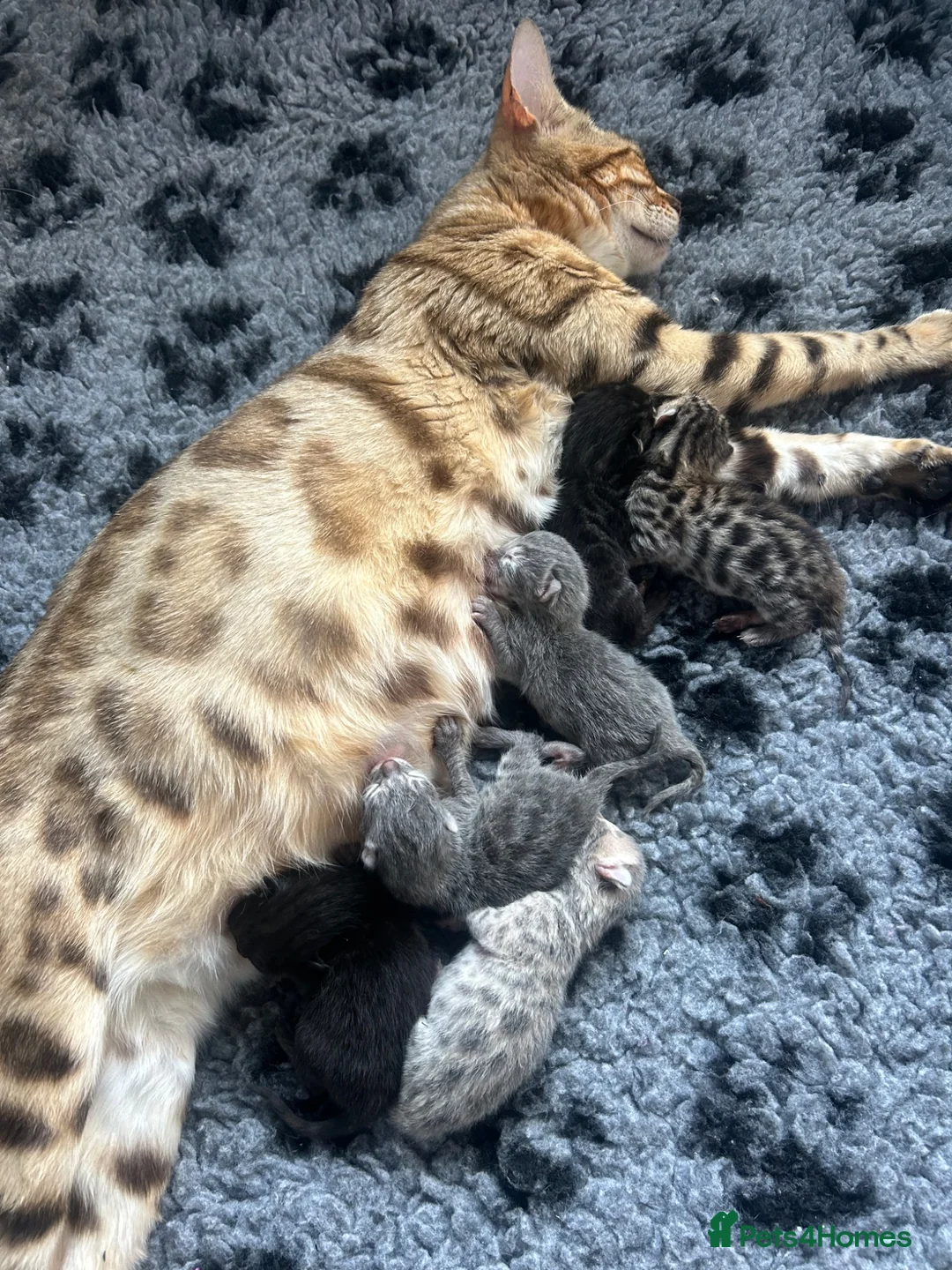 Bengal cats for sale: Gorgeous litter of TICA registered bengal kittens  - Advert 38