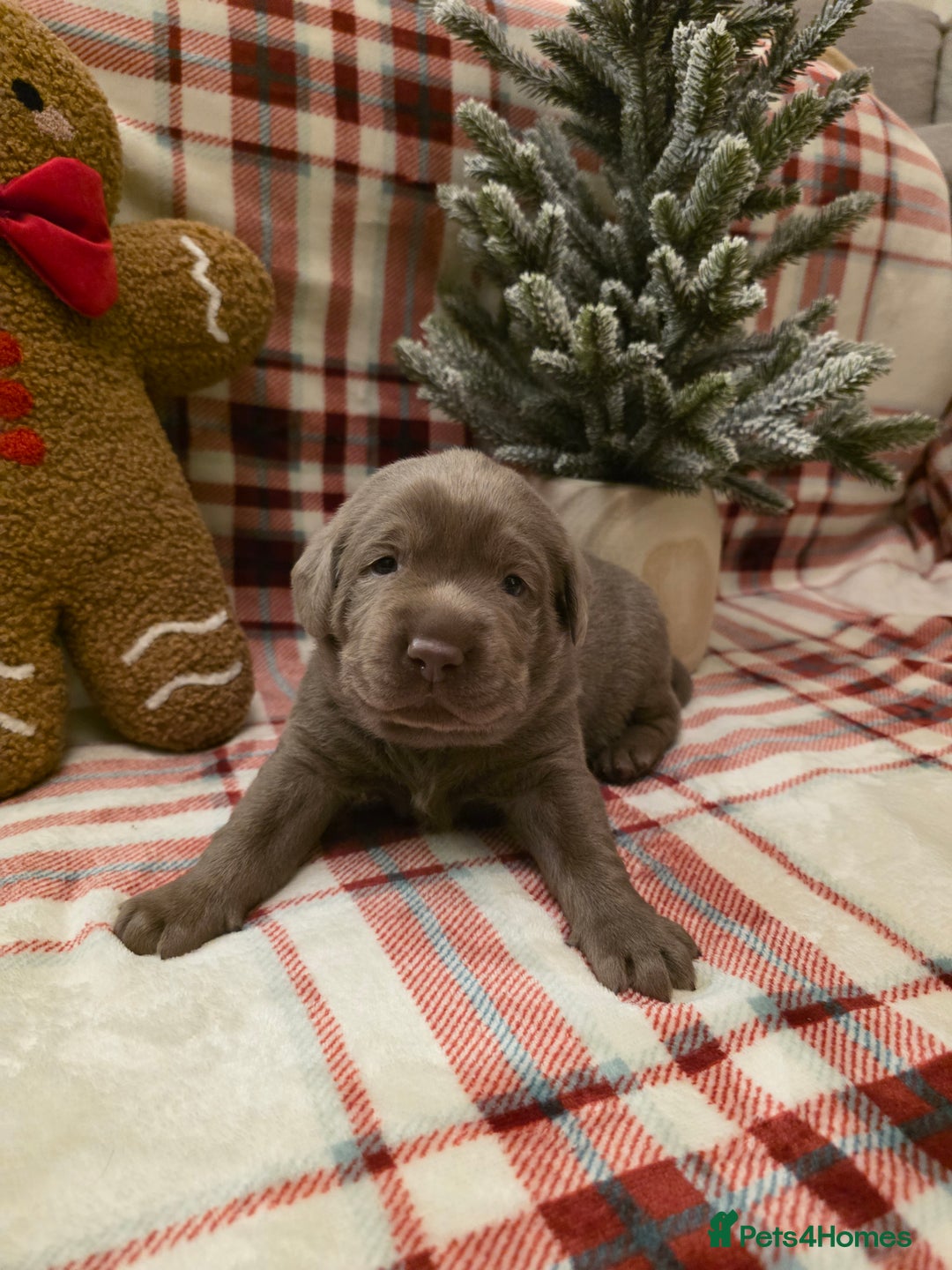 Labrador Retriever dogs for sale: Silver Labrador Puppies For Sale - Advert 14