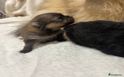 Pomeranian dogs for sale: Pure breed Pomeranians - Advert 5